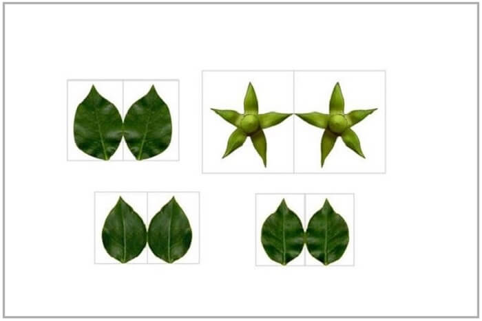 printable leaves and calyxes